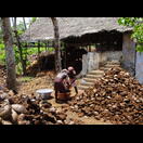 Hier werden die Kokosnussfasern gewonnen